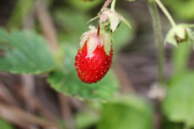 Photo fraises sauvages printemps été