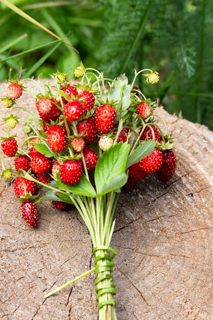 Les fraises sont allongées sur une souche dans la forêt. Fraises mûres sur un gros plan de fond en bois. Baies sauvages rouges juteuses et feuilles dans l'herbe dans la forêt d'été. Bouquet de fraises