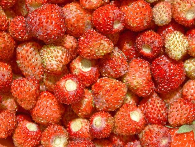 Fraises