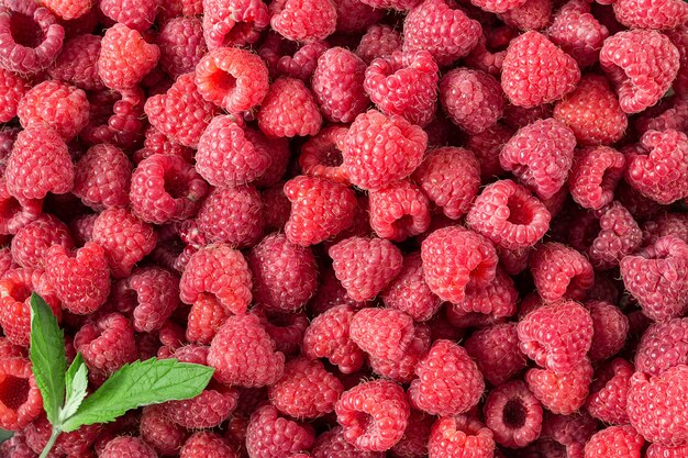 Framboise. Baies biologiques fraîches et sucrées.