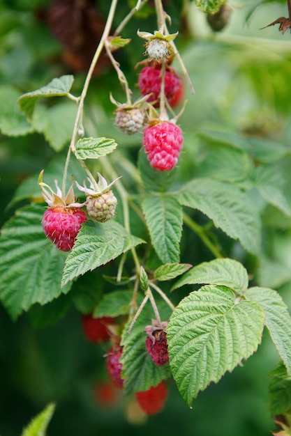 Framboise sur une branche