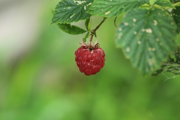 Framboise sur un buisson dans le jardin