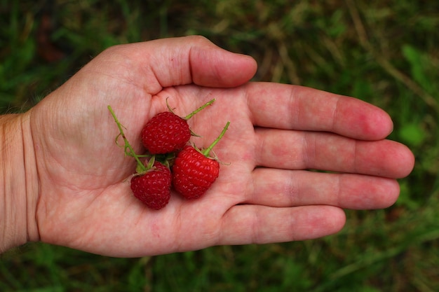 Framboise dans la main gros plan