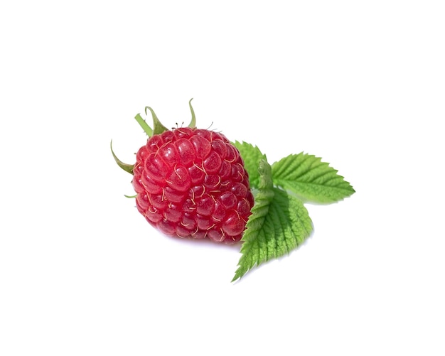 Une framboise avec des feuilles vertes et une tige