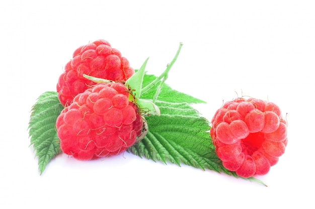 Framboise sur fond blanc