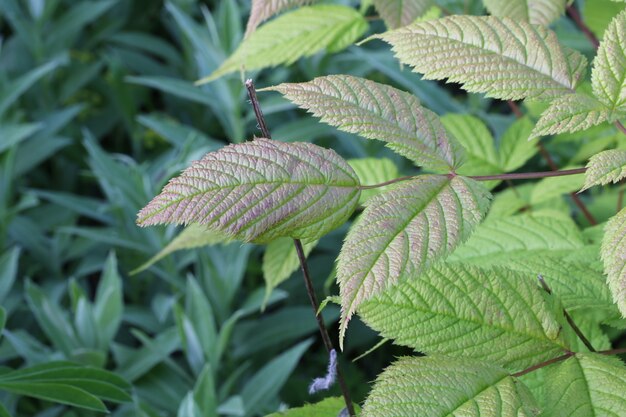 Framboise laisse un jardin abandonné printemps été