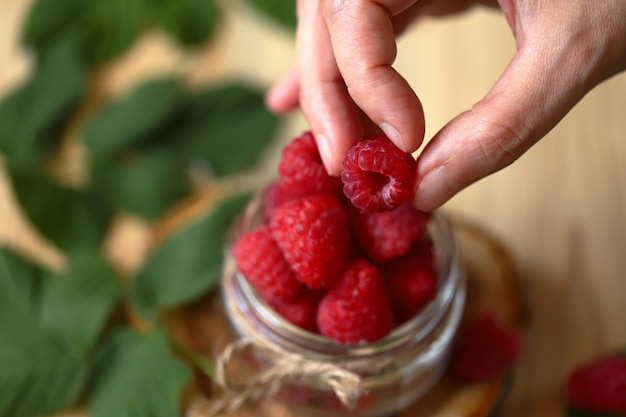 Framboise à la main. Framboises fraîches des bois.