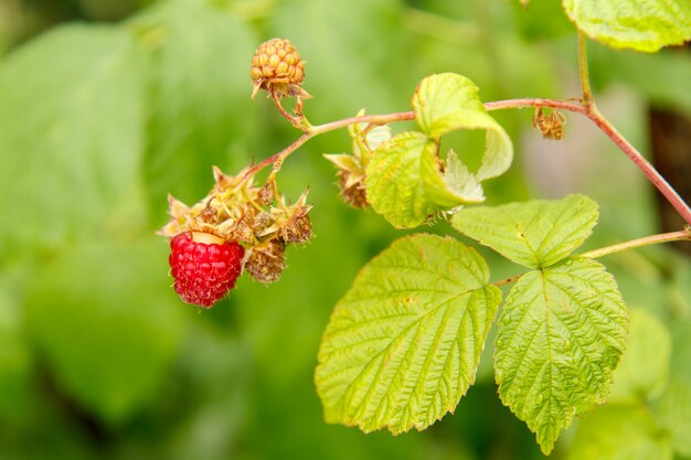 Framboise mûre dans le jardin fruitier. Framboises rouges mûres sur le buisson. Mise au point sélective.