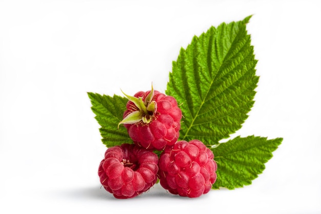 Framboise mûre avec feuille