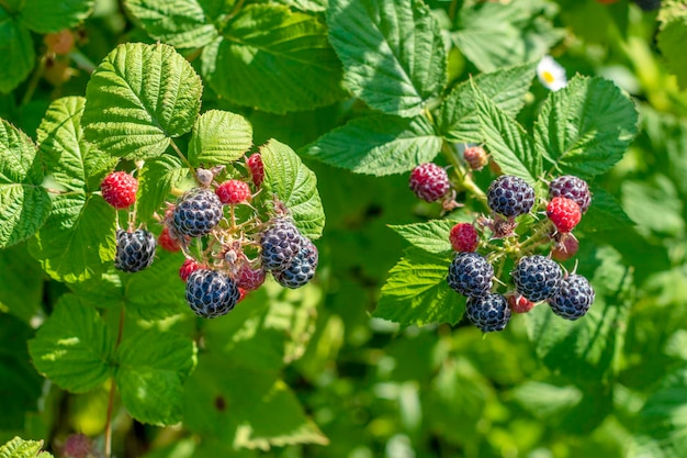 Framboise noire sur bouquet dans le jardin