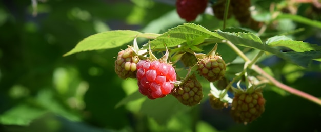 Framboise parfumée rouge