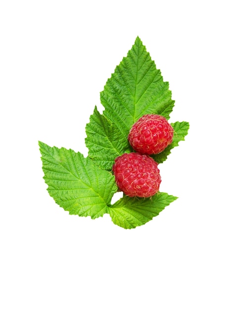 Framboise rouge mûre crue fraîche avec des feuilles vertes fermée isolée sur blanc