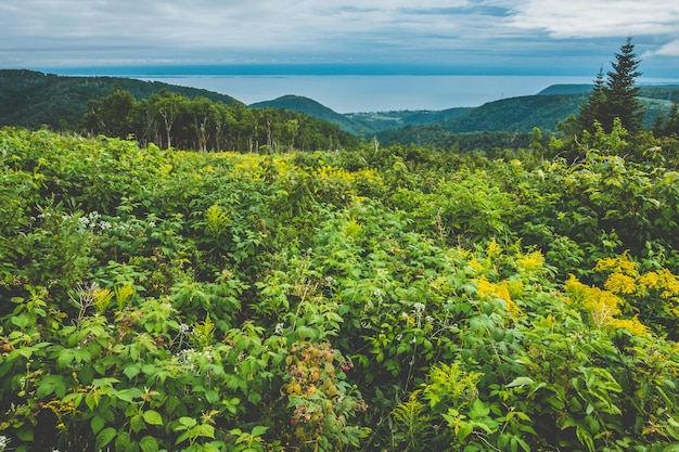 Framboise sauvage sur un beau paysage