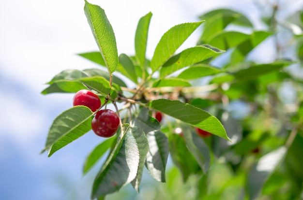 Framboise