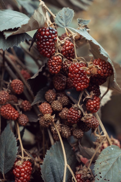 Framboise