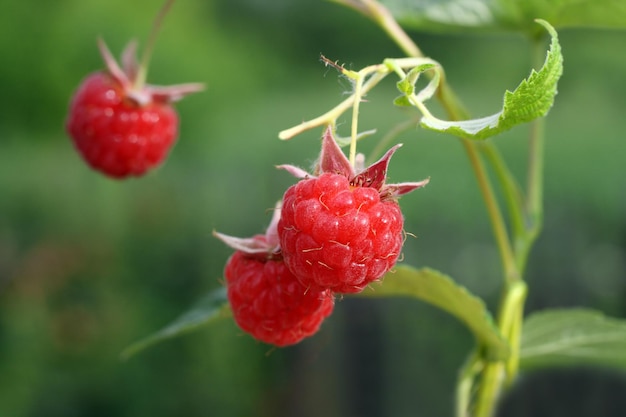 Framboise