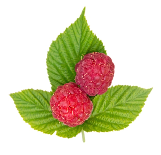 Framboise