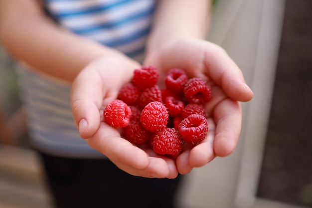 Framboises aux framboises dans les mains des enfants