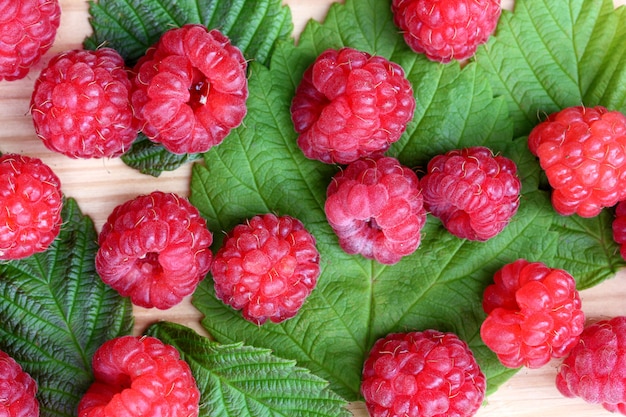 Framboises, baies sur les feuilles, gros plan, vue de dessus.