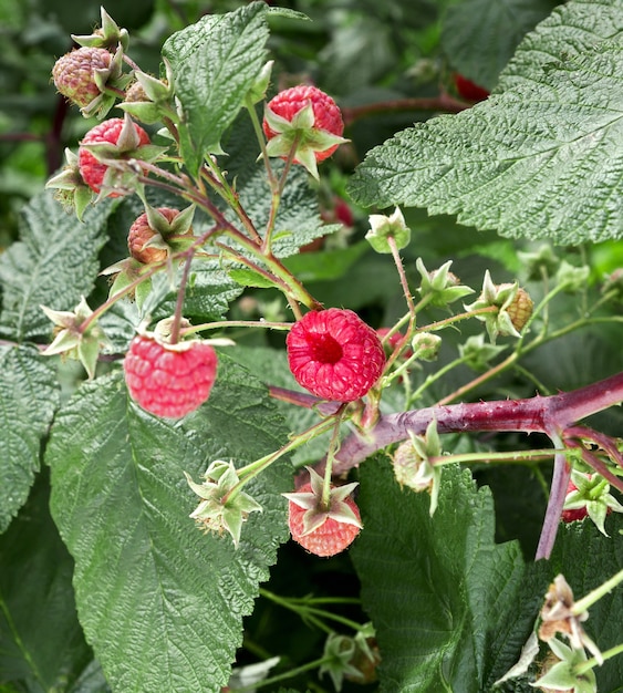 Framboises. Branche de framboises mûres dans un jardin. Gros plan du framboisier.