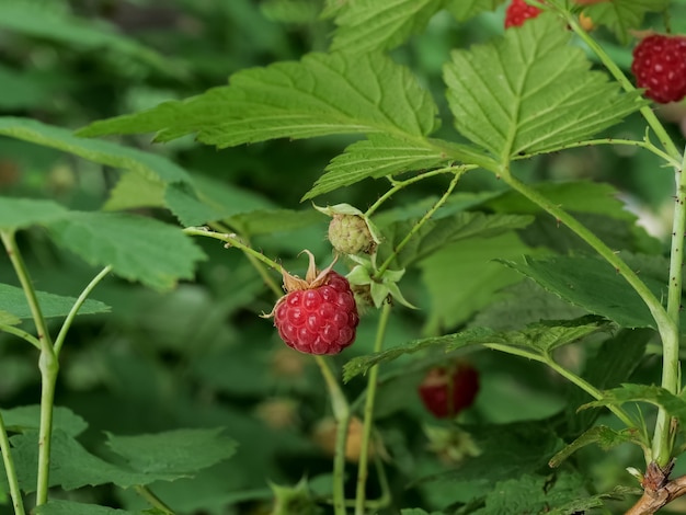 Framboises sur les branches se bouchent