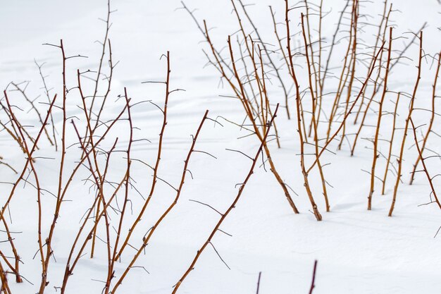 Framboises dans le jardin en hiver sous le couvert de neige. Pousses de framboises taillées dans le jardin en hiver sous la neige