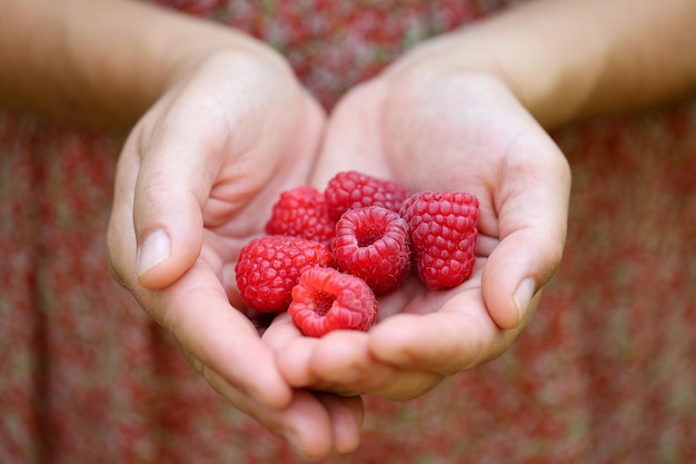 framboises dans les mains d'une femme. Concept d'alimentation saine et durable issue de l'agriculture biologique