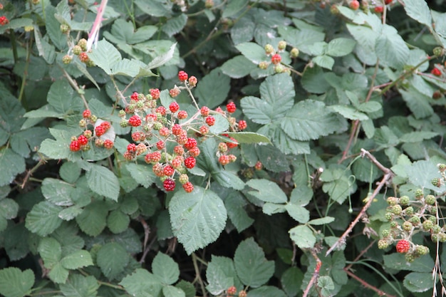 framboises dans les montagnes