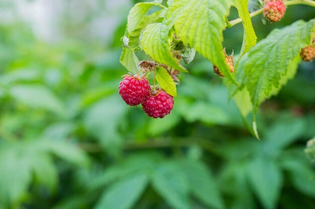 Framboises fraîches sur la branche