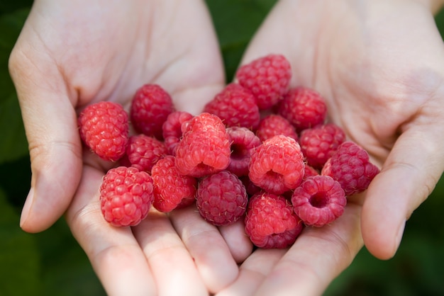 Framboises fraîches dans les mains de la femme.