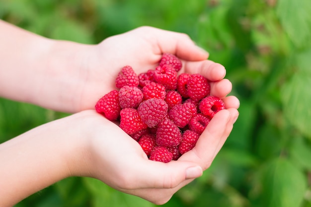 framboises fraîches dans vos mains sur un fond vert