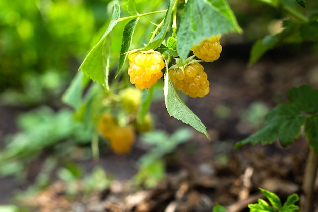 Framboises jaunes de plus en plus de baies biologiques Close up