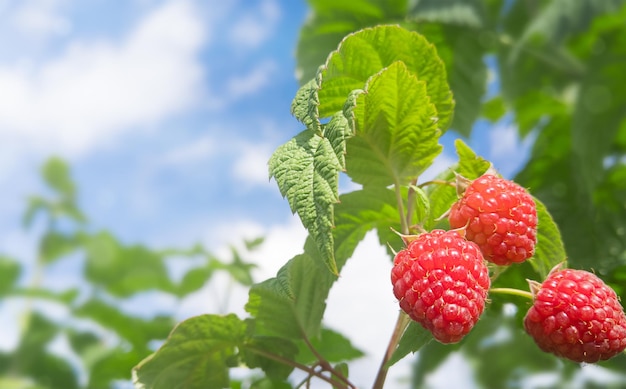 Framboises juteuses sur un buisson vert contre le ciel bleu