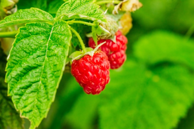 Framboises mûres sur une branche