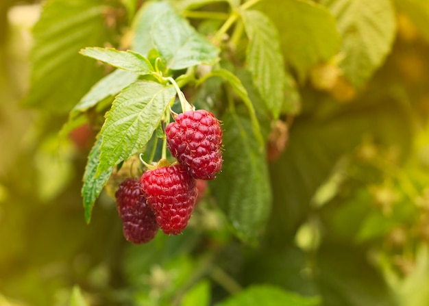 Photo des framboises mûres dans le jardin des baies sucrées rouges poussant sur le buisson de framboises dans l'espace de copie du jardin de fruits