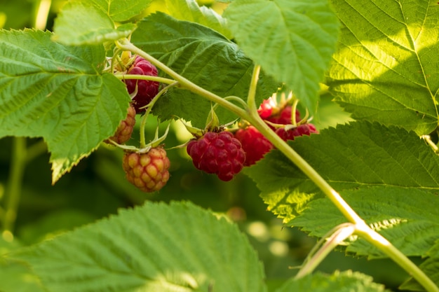 framboises mûres dans un jardin sur fond vert