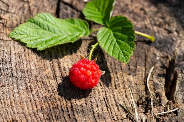 Framboises mûres et fraîchement cueillies avec des feuilles, sur une surface de souche en bois vieillie.