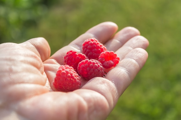 Framboises mûres sur la paume de votre main Alimentation saine. Vitamines. l'été