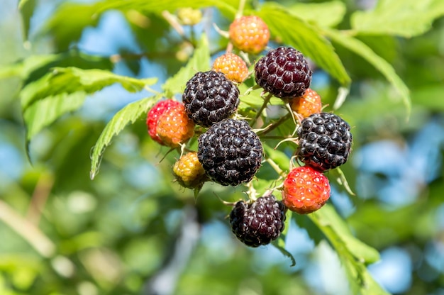 Framboises noires