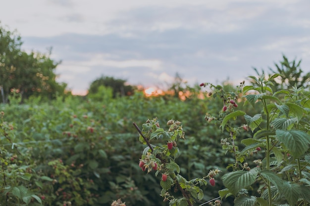 Les framboises poussent à la ferme