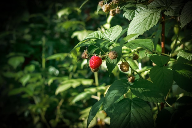 Framboises rouges dans le jardin. Framboises mûres sur une branche.