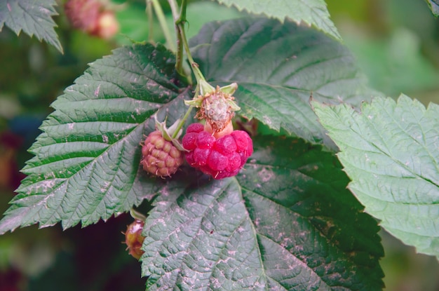 Framboises rouges et feuilles vertes dans le jardin gros plan branche de framboises mûres dans un jardin