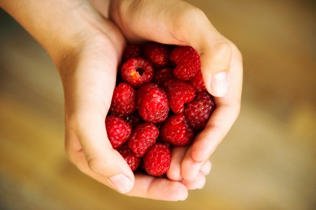 framboises rouges sur les mains de l'enfant libre