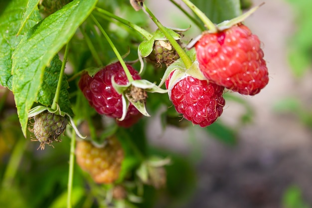 Framboises rouges mûres sur un buisson dans le jardin. Agriculture, culture de baies. Ferme de culture de framboises