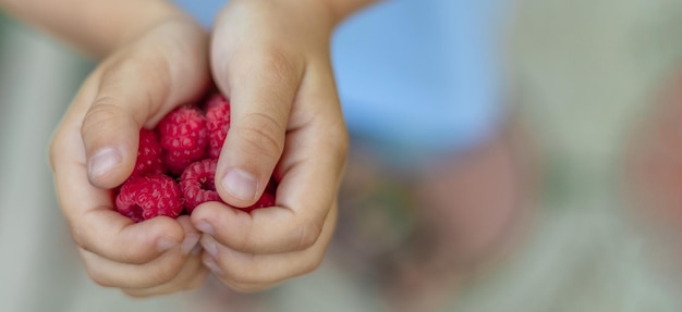 Framboises rouges mûres dans les mains d'un espace d'opy gros plan enfant