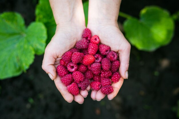 Framboises rouges mûres dans les mains de la femme comme nourriture végétarienne saine