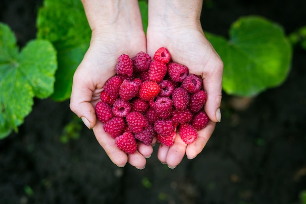 Framboises rouges mûres dans les mains de la femme comme nourriture végétarienne saine