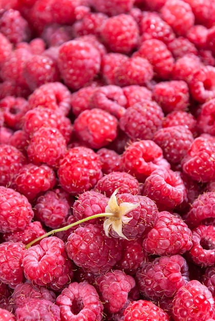 Framboises rouges mûres fraîchement cueillies, mise au point sélective