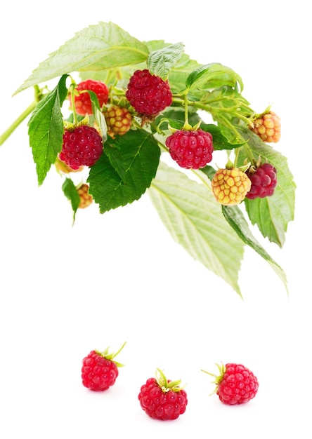 Framboises rouges mûres