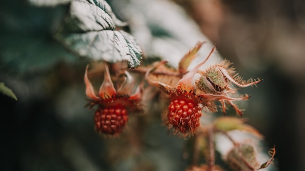 Framboises sauvages mûres en forêt